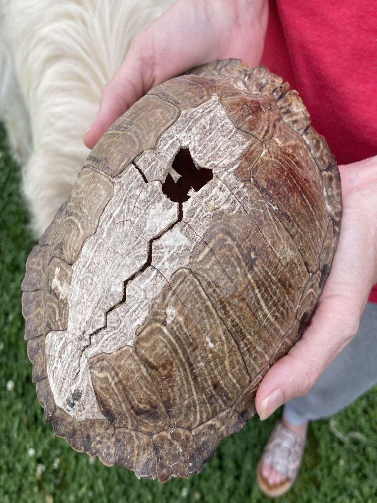 5 ways to get your students excited about science - class display turtle shell