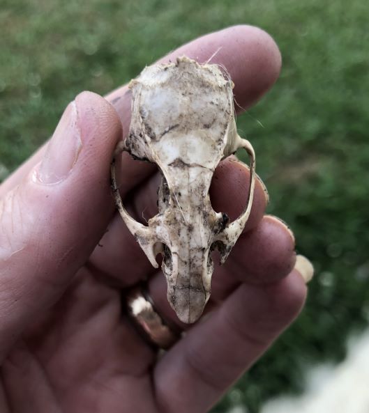 5 ways to get your students excited about science - rodent skull
